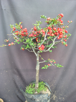 日本海棠花盆景长寿冠垂丝李小燕花卉盆栽好成活阳台净化空气新品