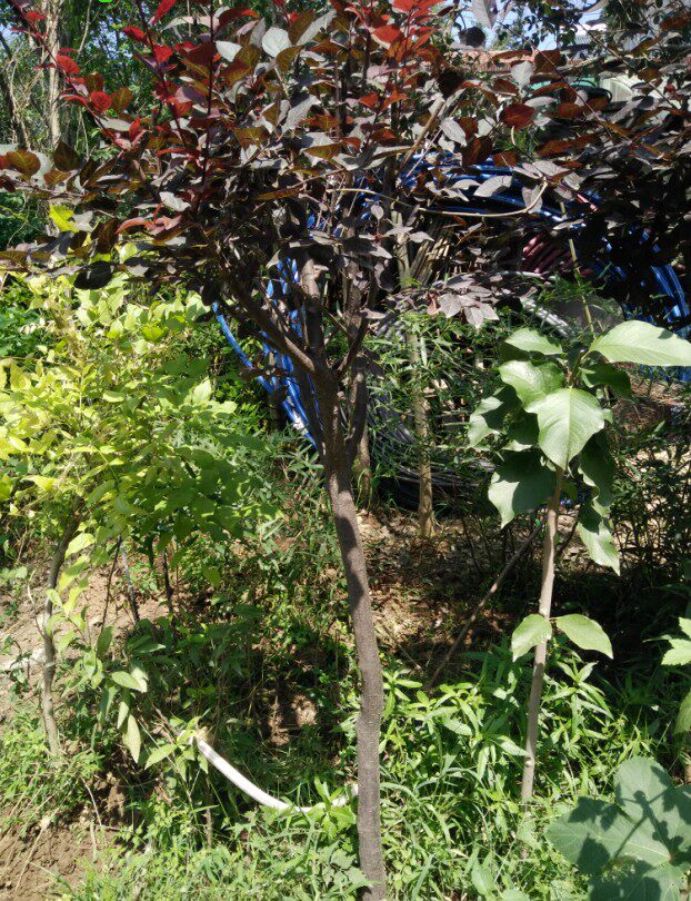 雪松树苗 雪松树 绿化苗木雪松苗 雪松苗 圣诞树 量大从优 包邮