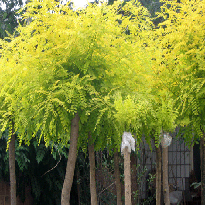 金枝槐 黄金槐 黄金国槐 金叶国槐 嫁接树苗 庭院绿化树苗木