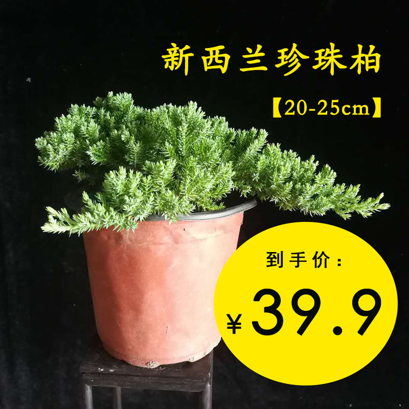 新西兰珍珠地柏苗盆景素材苗四季好养耐寒地被植物柏树绿化苗常绿