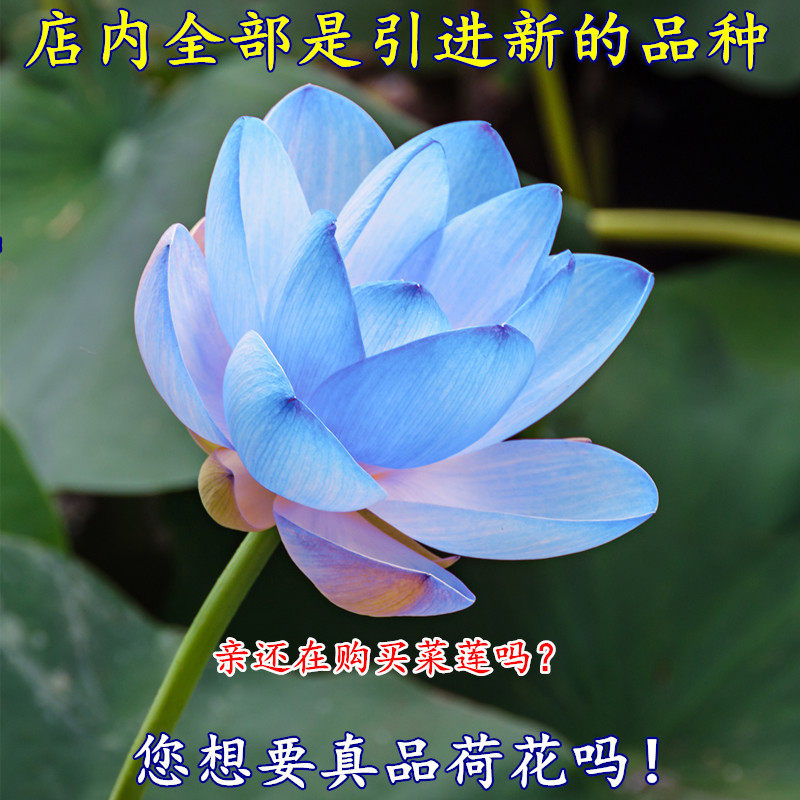 池塘大型观赏荷花苗种藕苗 莲藕种苗 盆栽荷花种根苗莲藕苗莲花苗