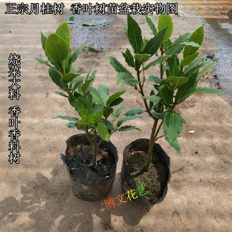 月桂树庭院阳台花盆种植耐寒大苗