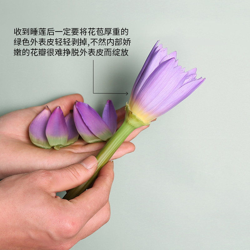 紫色睡莲鲜花云南昆明直发荷花莲蓬新鲜采摘家用水养瓶插鲜切包邮