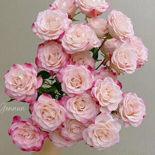 【直播专享】折射多头玫瑰10枝云南基地直发