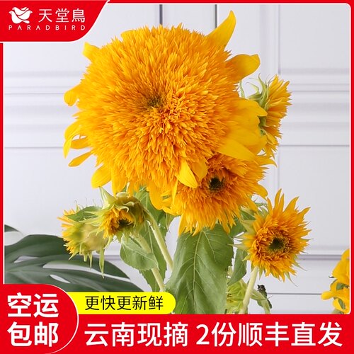 稀有品种泰迪向日葵重瓣基地水养