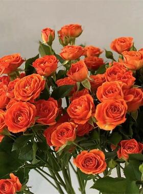 【直播专享】橙色芭比多头玫瑰云南鲜花基地直发