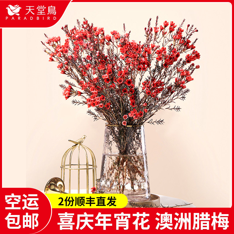 澳洲腊梅鲜花基地直发平头澳梅花束尖头家用水养插花云南吸色银柳