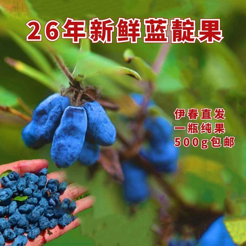 26年伊春冷冻野生蓝靛果羊奶子果黑瞎子果山茄子果野果浆500g包邮