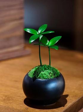 【下单立减50】幸运四叶草竹柏幼苗室内办公室桌面摆件迷你_SH