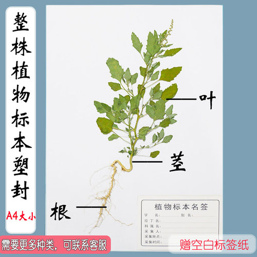 整株带根茎叶植物标本