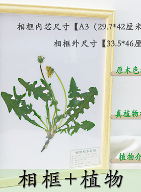整株植物标本带相框A3摆挂两用