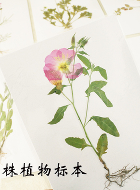 整株带根茎叶花完整腊叶标本塑封A4真植物花手工压制