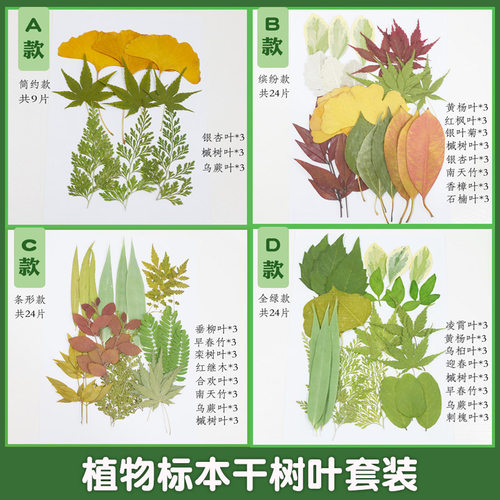 无品牌干叶子标本手工材料包