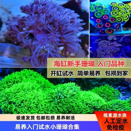 【植素源】荧光草皮奶嘴闪千手纽扣珊瑚活体海缸新手易养海水套餐