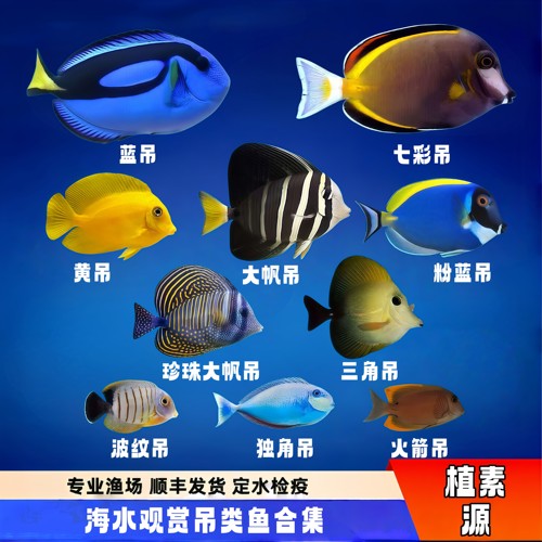 植素源吊类海水观赏鱼养定检疫