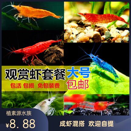 【植素源】观赏虾极火虾蓝宝石虾樱花虾淡水虾活体除藻虾工具虾