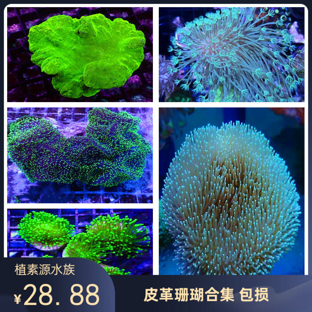 皮革珊瑚 长须荧光绿花环密须皮革圣诞树奥皮海水缸新手活体珊瑚