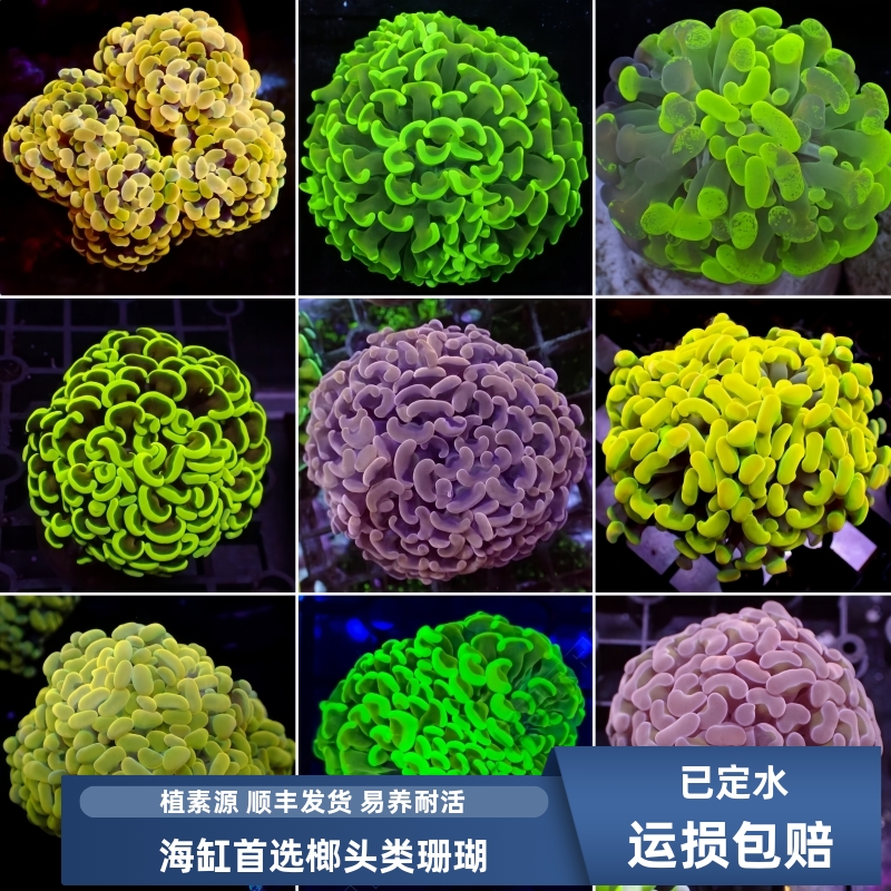 植素源榔头珊瑚印尼多款颜色可选