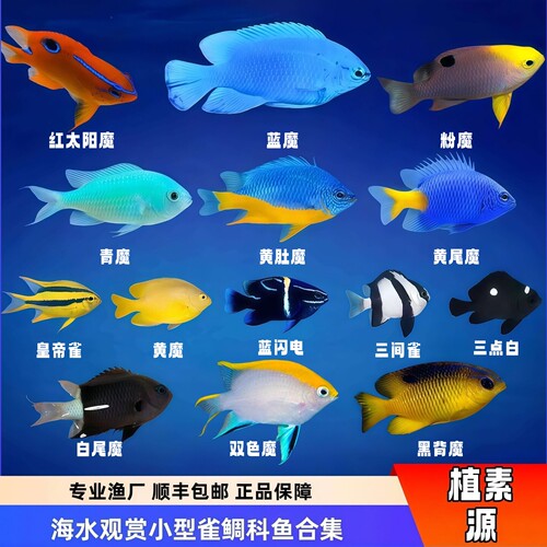 海缸试水闯缸鱼易养耐活皮实雀鲷