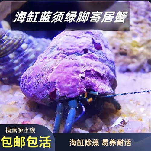 植素源水族寄居蟹海缸除藻吃垃圾