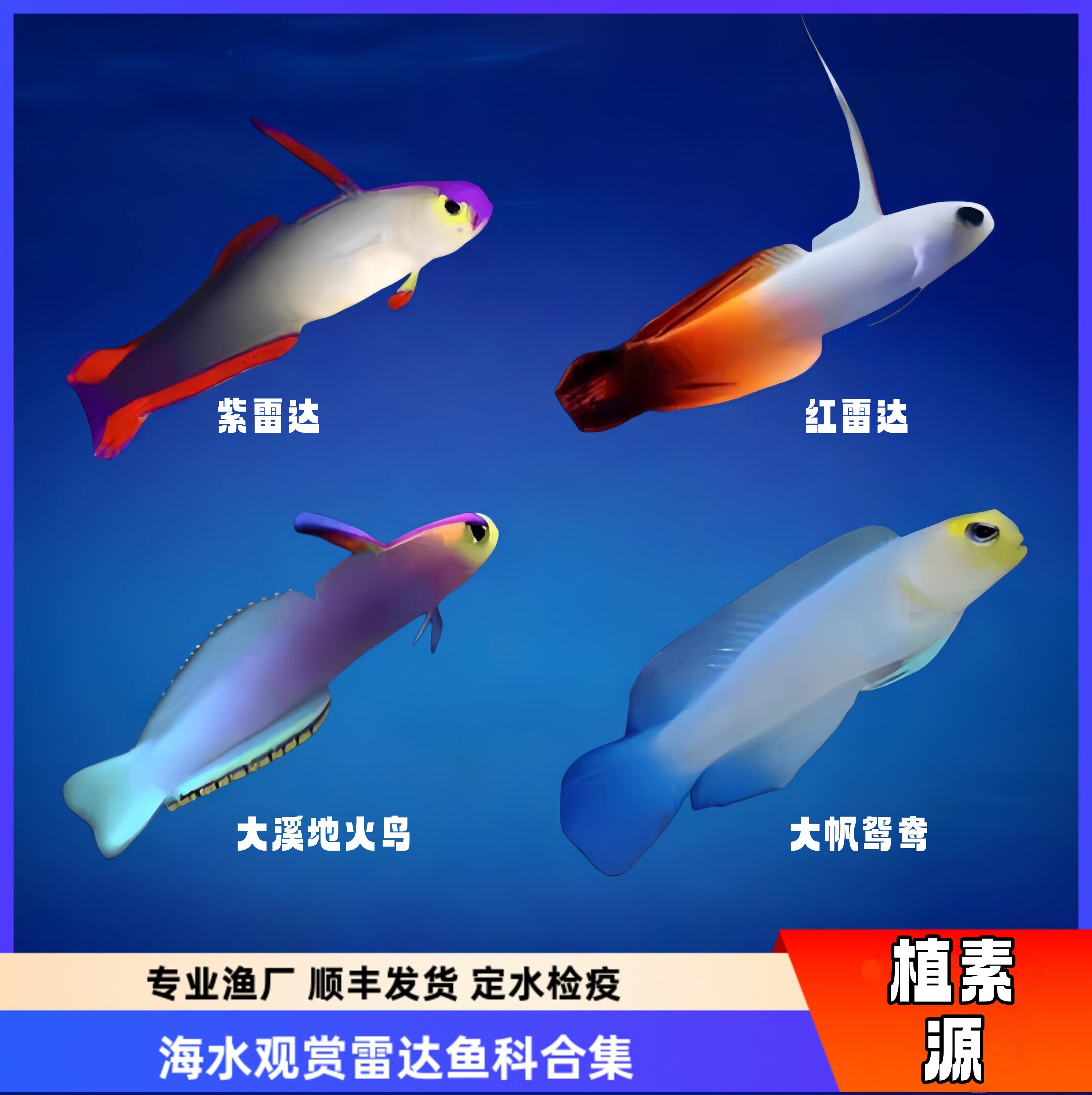 【植素源】海水观赏鱼雷达鱼紫玉雷达红雷达双色大帆喷射机养定