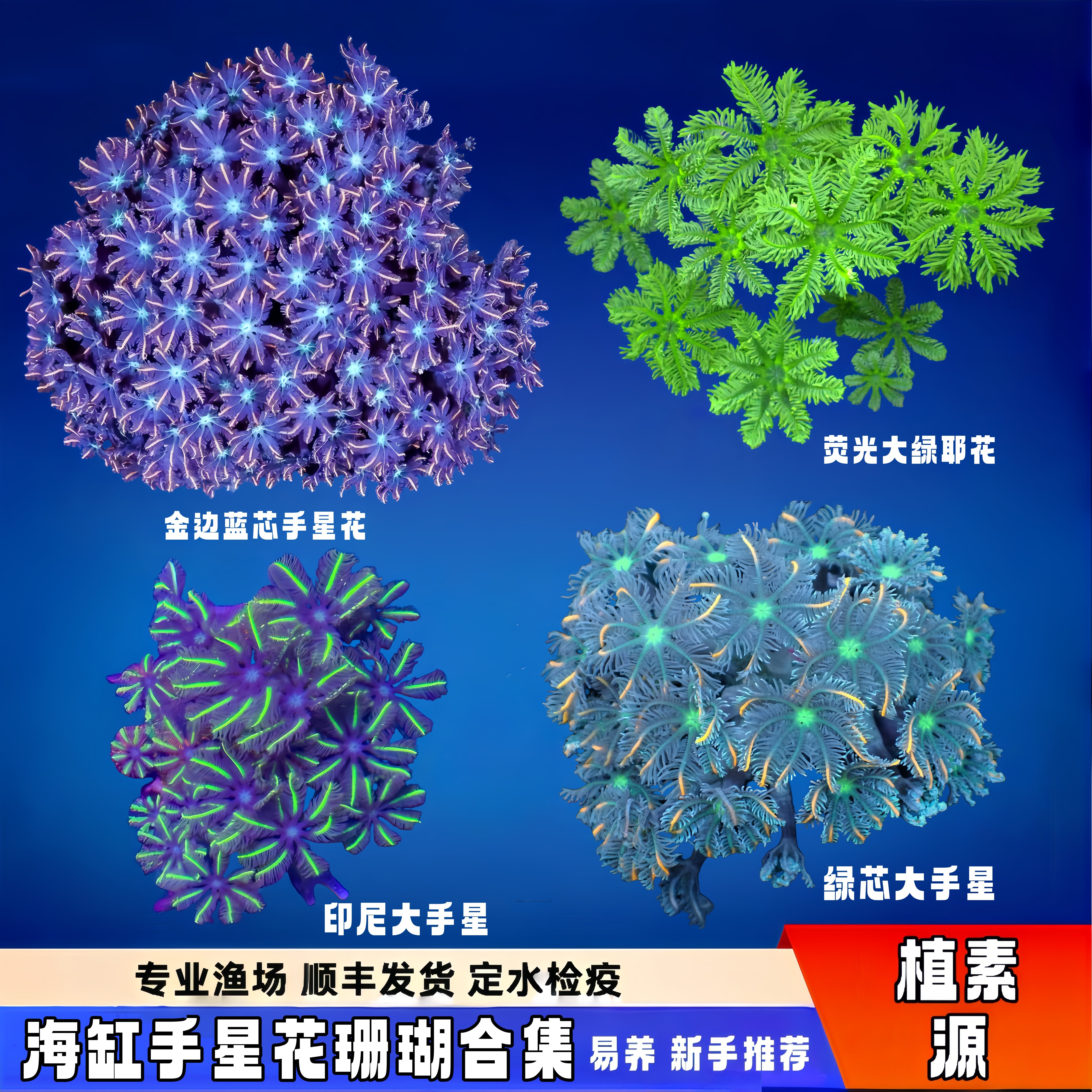 植素源水族手星花珊瑚金边海水缸