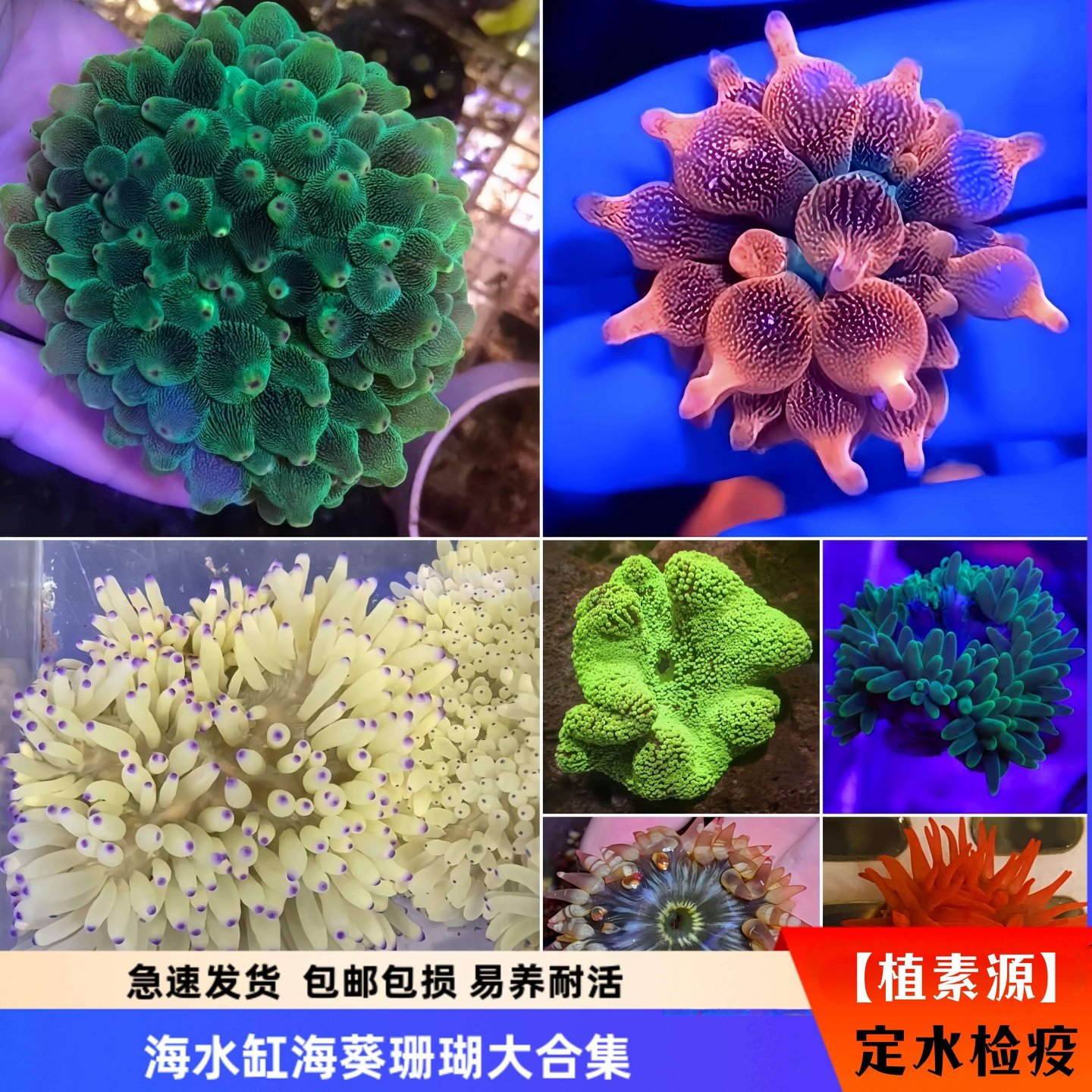 【植素源】海葵珊瑚荧光绿奶嘴红奶嘴小丑鱼共生海水缸软珊瑚活物,宠物/宠物食品及用品,其它水族宠物,淘宝优惠券,粉丝福利购,淘宝优惠卷