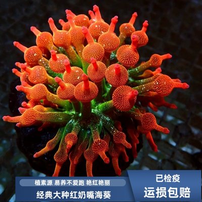 植素源水族红奶嘴海葵小丑鱼共生