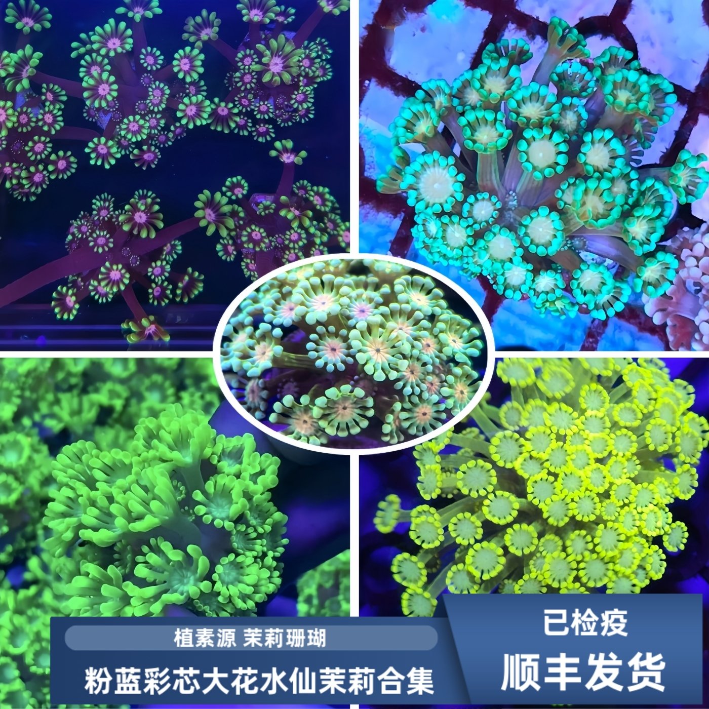 植素源水族茉莉花珊瑚海缸真珊瑚