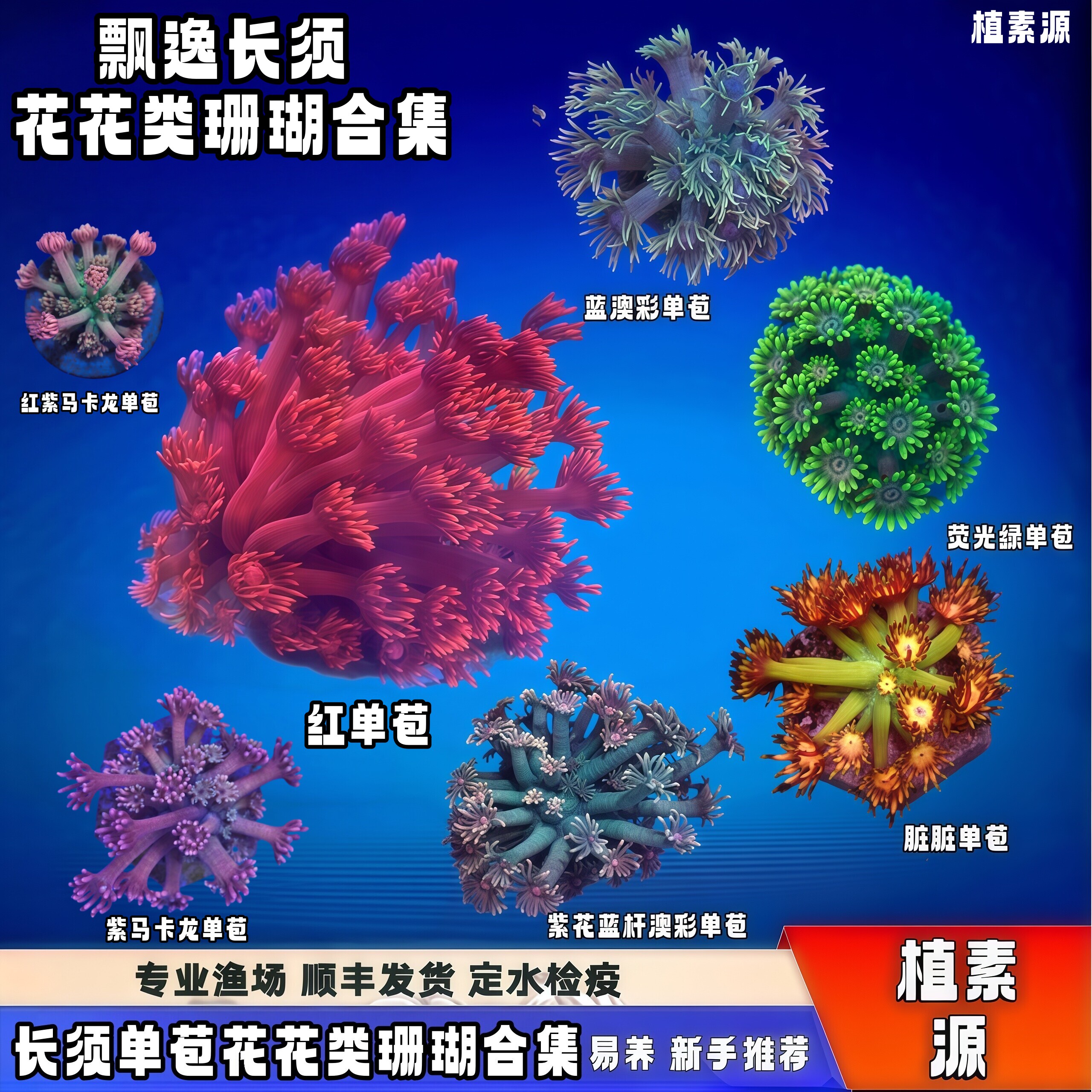 植素源水族红单苞珊瑚长须易养
