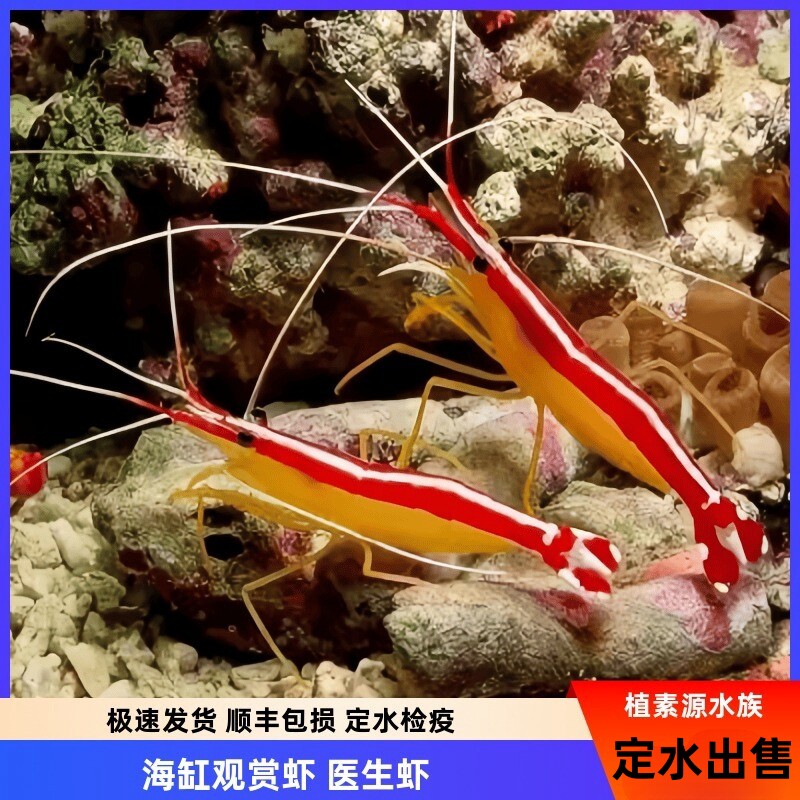 植素源水族医生虾海水缸观赏虾