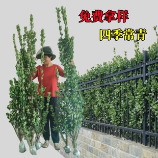 丛生大叶北海道黄杨冬青树苗围墙篱笆植物庭院绿化苗四季常青耐寒