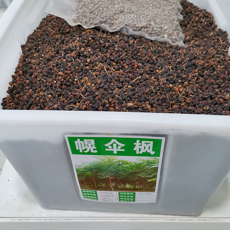 幌伞枫种子林木种籽广伞枫富贵树晃伞枫种籽幸福树树种子500克