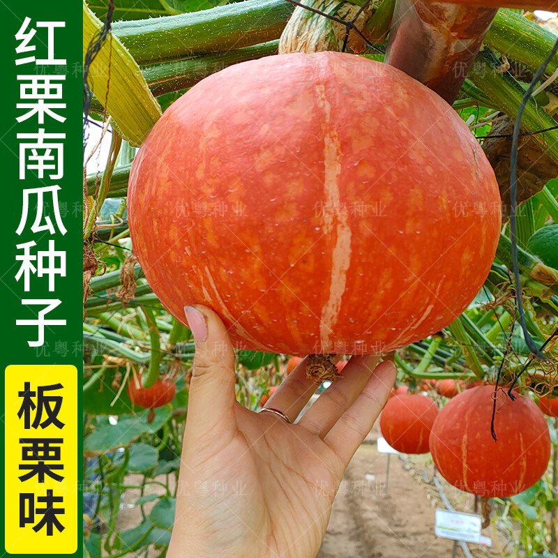 四季易播金钩南瓜种孑早熟红栗南瓜高产香密小南瓜种春秋蔬菜种籽