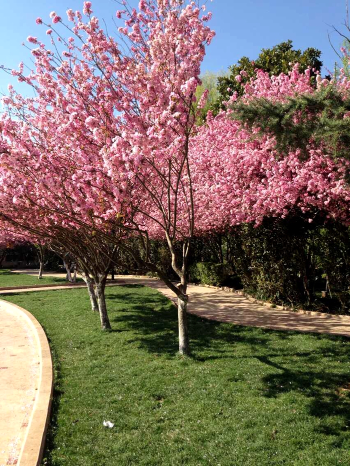 小苗西府海棠嫁接绿化庭院树苗