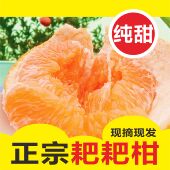 四川柑橘春见耙耙柑橙子当季 新鲜水果现摘现发鲜果大果现发