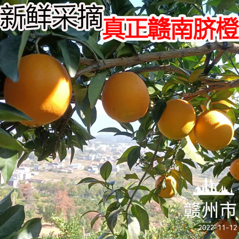 江西赣州果园直贡店橙子高档水果赣州赣南脐橙当季新鲜橙直播店