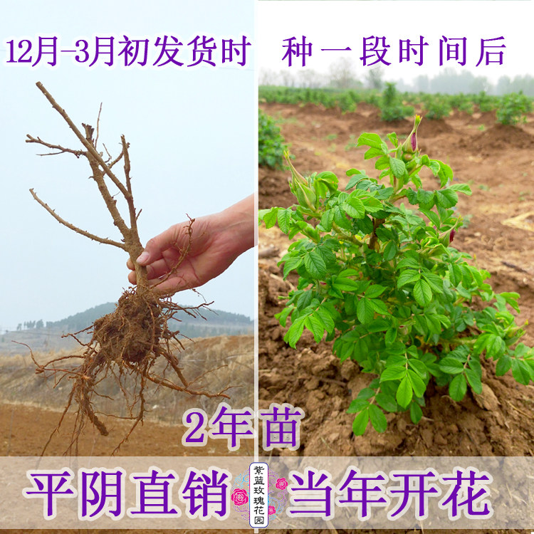 平阴食用老桩玫瑰花苗嫁接