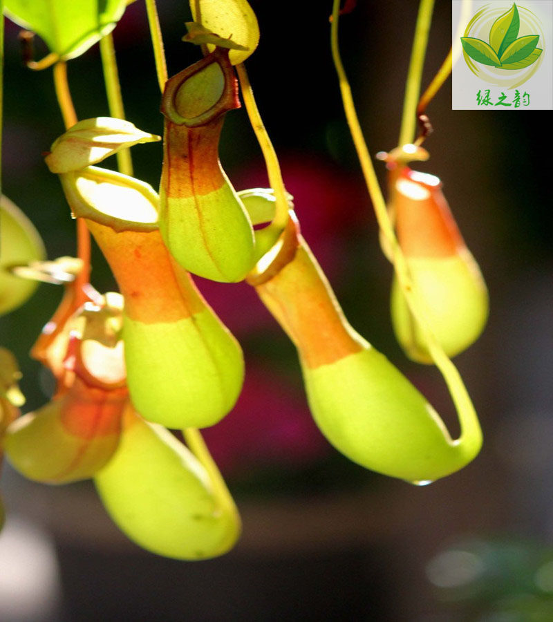 猪笼草盆栽包邮捕蝇食虫草 室内桌面花卉绿植吃蚊子 奇趣植物