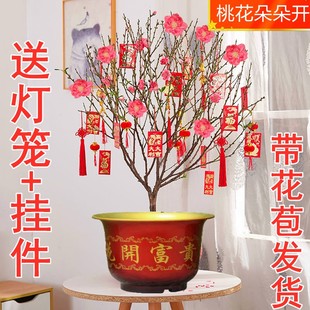 桃花盆栽带花苞老桩树苗年货喜庆招财植物好养阳台客厅室内花卉