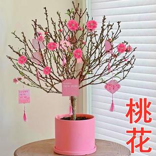 桃花盆栽带花苞室内阳台庭院植物老桩盆景耐寒绿植重瓣喜庆年宵花