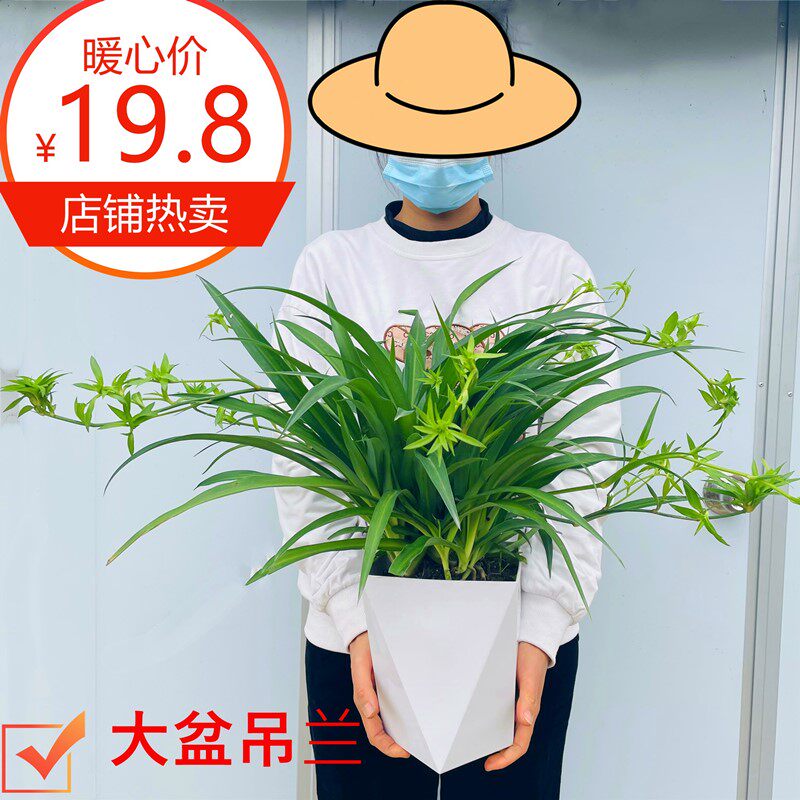 青叶吊兰盆栽带吊藤室内阳台客厅好养绿植净化空气可开花易活多年,鲜花速递/花卉仿真/绿植园艺,时令草本花卉,淘宝优惠券,粉丝福利购,淘宝优惠卷