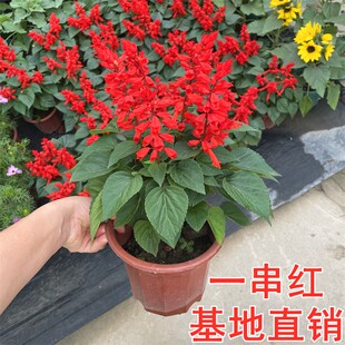 （基地直销）一串红盆栽带花苞爆仗红炮仔花鼠尾草庭院易活耐寒