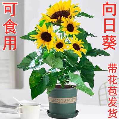 向日葵盆栽带花苞可食用花苗观赏阳台庭院好养易活耐晒花卉植物