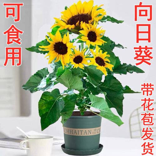 向日葵盆栽带花苞可食用花苗观赏阳台庭院好养易活耐晒花卉植物
