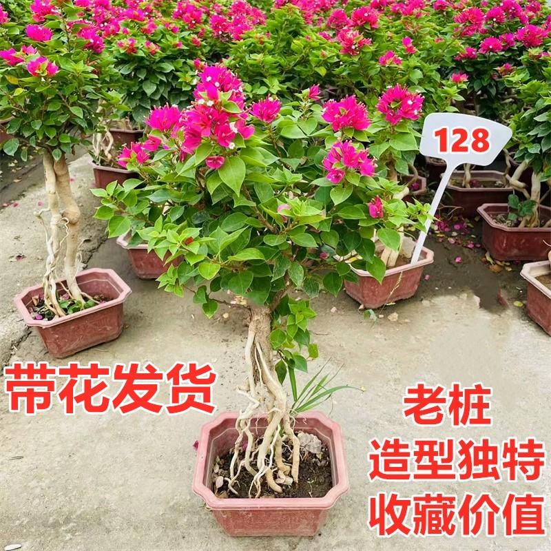 八角塑料花盆大号特大号