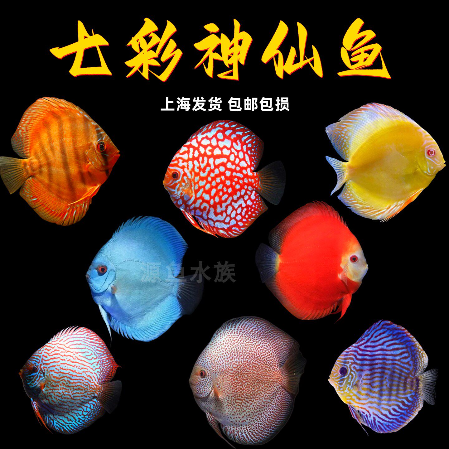 七彩神仙鱼热带观赏鱼淡水鱼活体