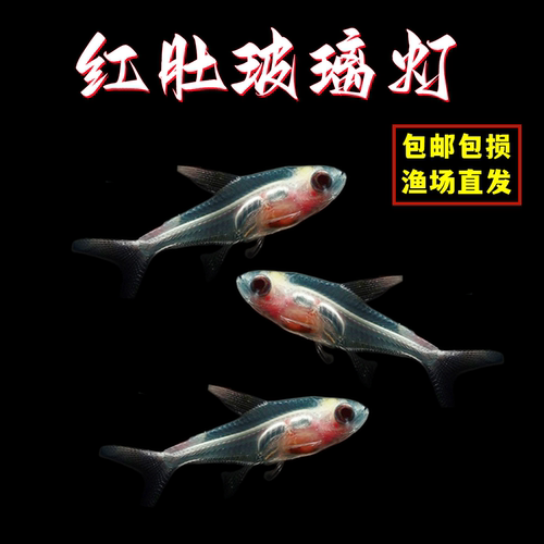 玻璃鱼红肚皮鱼活体小型鱼包邮