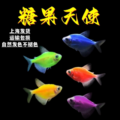 青苹果老虎蓝天使小型包邮热带鱼