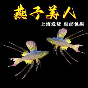 燕子美人鱼小型热带观赏鱼宠物鱼草缸群游灯科鱼燕子鱼美人鱼活体